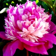 Bujori Celebrity - 1 bucată (rizomi)