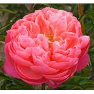 Bujori Coral Charm - 1 bucată (rizomi)