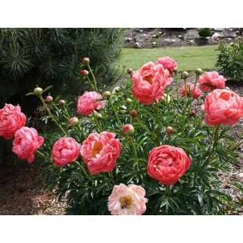 Bujori Coral Charm - 1 bucată (rizomi)