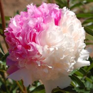 Bulbi (rizomi) bujori Mr Ed - 1 bucată