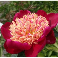 Bujori Sword Dance - 1 bucată (rizomi)