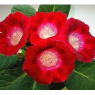 Bulbi gloxinii Corina - 1 bucată, bulbi foarte MARI! Bulbi gloxinii Corina - 1 bucată, bulbi foarte MARI!