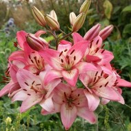 Bulbi crini Rosella's Dream - 1 bucată