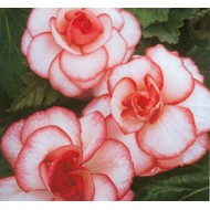 Bulbi begonii Bouton de Rose - 1 bucată, bulbi MARI Bulbi begonii Bouton de Rose - 1 bucată, bulbi MARI