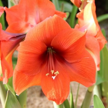 Bulbi hippeastrum (amaryllis) Horizon - 1 bucată, calitatea a II-a!