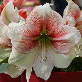 Bulbi hippeastrum (amaryllis) Grandise Fantasy - 1 bucată, flori FOARTE MARI 