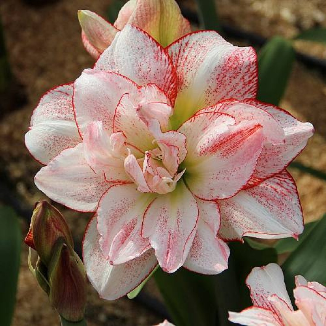 Bulbi hippeastrum (amaryllis) Striped Amadeus - 1 bucată