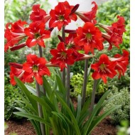 Bulbi hippeastrum (amaryllis) Balentino - 1 bucată, soi pitic