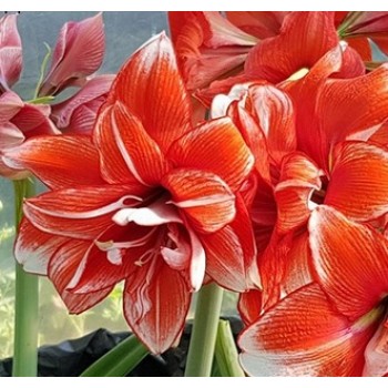Bulbi hippeastrum (amaryllis) Flamed Amadeus - 1 bucată