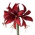 Bulbi hippeastrum (amaryllis) Red Amazone - 1 bucată Bulbi hippeastrum (amaryllis) Red Amazone - 1 bucată