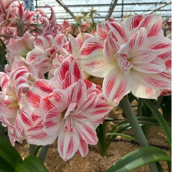 Bulbi hippeastrum (amaryllis) Amazing Belle - 1 bucată