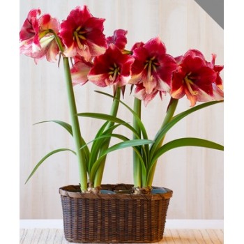 Bulbi hippeastrum (amaryllis) American Dream - 1 bucată