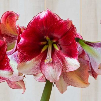 Bulbi hippeastrum (amaryllis) American Dream - 1 bucată