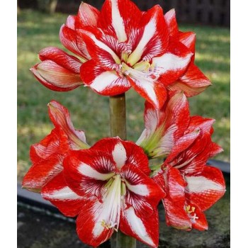 Bulbi hippeastrum (amaryllis) Pierrot - 1 bucată
