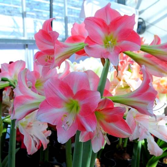 Bulbi hippeastrum (amaryllis) Rebecca - 1 bucată, bulbi MARI Bulbi hippeastrum (amaryllis) Rebecca - 1 bucată, bulbi MARI