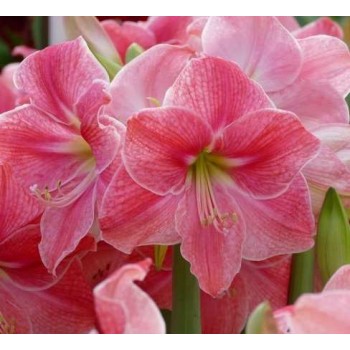 Bulbi hippeastrum (amaryllis) Sweet Cream - 1 bucată