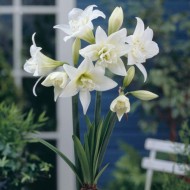 Bulbi hippeastrum (amaryllis) Jewel ® - 1 bucată, soi PARFUMAT