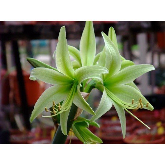 Bulbi hippeastrum (amaryllis) Evergreen ® - 1 bucată, flori trecute!!!