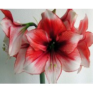 Bulbi hippeastrum (amaryllis) Charisma ® - 1 bucată Bulbi hippeastrum (amaryllis) Charisma ® - 1 bucată