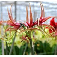 Bulbi hippeastrum (amaryllis) Chico ®, tije florale crescute Bulbi hippeastrum (amaryllis) Chico ®, tije florale crescute