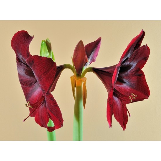 Bulbi hippeastrum (amaryllis) Red Pearl ® - 1 bucată
