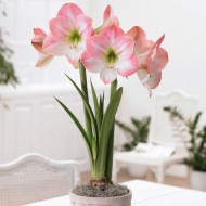 Bulbi hippeastrum (amaryllis) Apple Blossom - 1 bucată, circumferința 24/26 cm