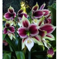 Bulbi hippeastrum (amaryllis) Papilio - 1 bucată