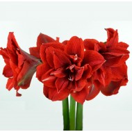 Bulbi hippeastrum (amaryllis) Cherry Nymph ® - 1 bucată