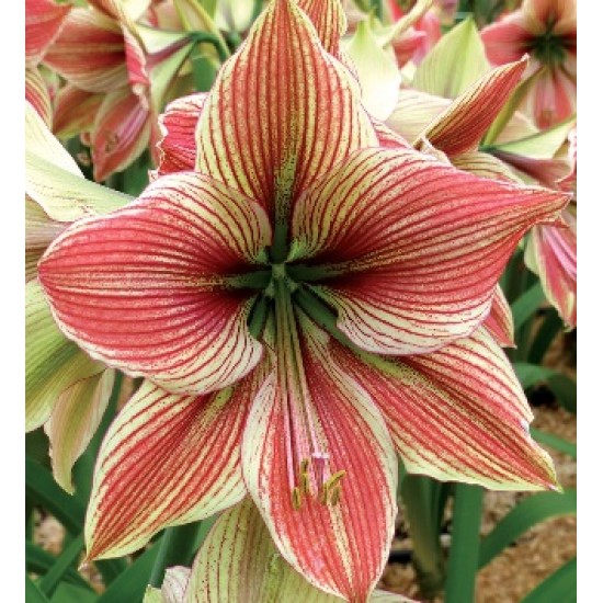 Bulbi hippeastrum (amaryllis) Exotic Star ® - 1 bucată