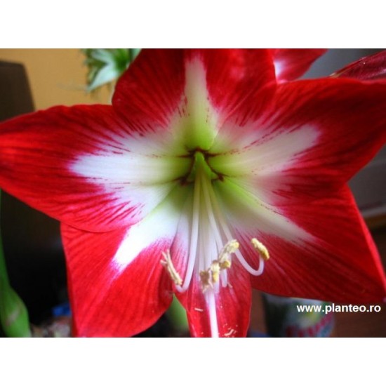 Bulbi hippeastrum (amaryllis) Tres Chic ® - 1 bucată