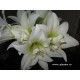 Bulbi hippeastrum (amaryllis) Jewel ® - 1 bucată, soi PARFUMAT