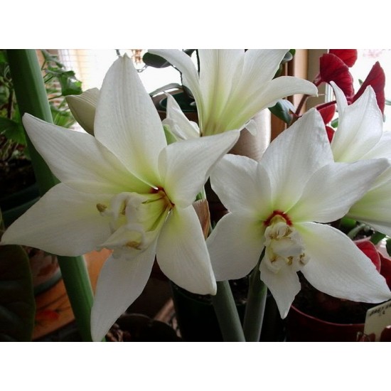Bulbi hippeastrum (amaryllis) Jewel ® - 1 bucată, soi PARFUMAT