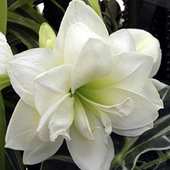 Bulbi hippeastrum (amaryllis) Akiko - 1 bucată