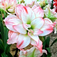 Bulbi hippeastrum (amaryllis) Aphrodite v2 - 1 bucată, tije (tulpini) crescute