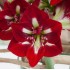 Bulbi hippeastrum (amaryllis) Barbados - 1 bucată