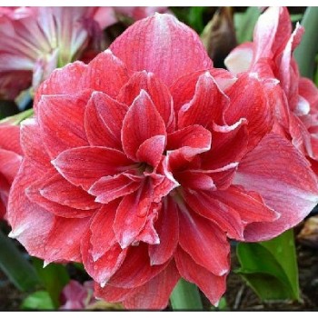 Bulbi hippeastrum (amaryllis) Double Dream - 1 bucată