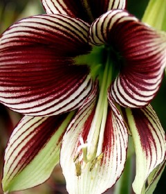 Bulbi crini de ghiveci (amaryllis) Bulbi crini de ghiveci (amaryllis)