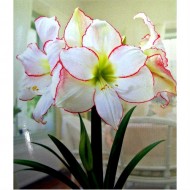 Bulbi hippeastrum (amaryllis) Picotee - 1 bucată
