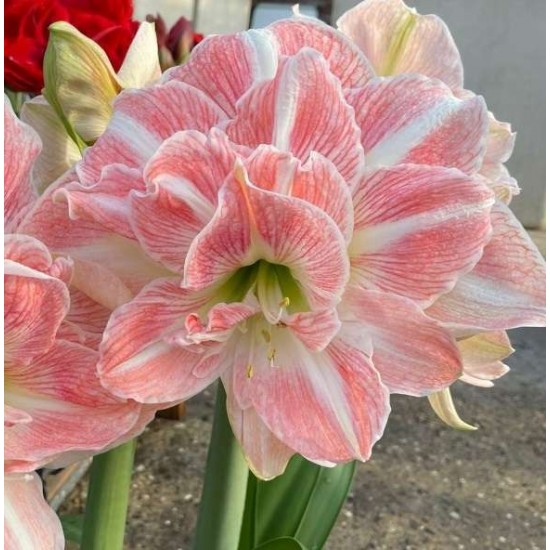 Bulbi hippeastrum (amaryllis) Blossom Nymph - 1 bucată Bulbi hippeastrum (amaryllis) Blossom Nymph - 1 bucată