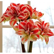 Bulbi hippeastrum (amaryllis) Bright Nymph - 1 bucată