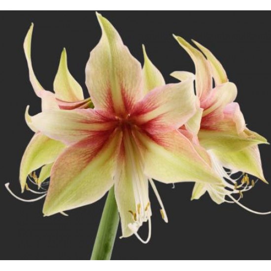 Bulbi hippeastrum (amaryllis) Dance Valley - 1 bucată Bulbi hippeastrum (amaryllis) Dance Valley - 1 bucată