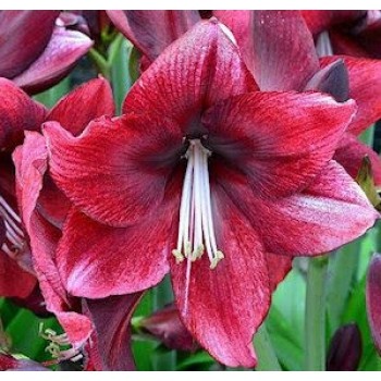 Bulbi hippeastrum (amaryllis) Daphne - 1 bucată