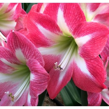 Bulbi hippeastrum (amaryllis) Exposure - 1 bucată