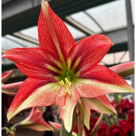 Bulbi hippeastrum (amaryllis) Happy Valley - 1 bucată Bulbi hippeastrum (amaryllis) Happy Valley - 1 bucată