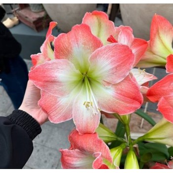 Bulbi hippeastrum (amaryllis) King Star (Serenity) - 1 bucată