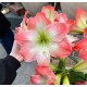 Bulbi hippeastrum (amaryllis) King Star (Serenity) - 1 bucată Bulbi hippeastrum (amaryllis) King Star (Serenity) - 1 bucată