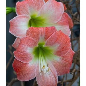 Bulbi hippeastrum (amaryllis) King Star (Serenity) - 1 bucată