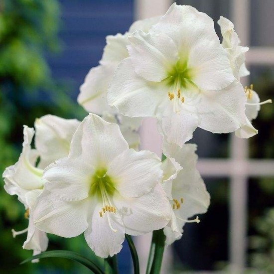 Bulbi hippeastrum (amaryllis) Mount Blanc - 1 bucată Bulbi hippeastrum (amaryllis) Mount Blanc - 1 bucată