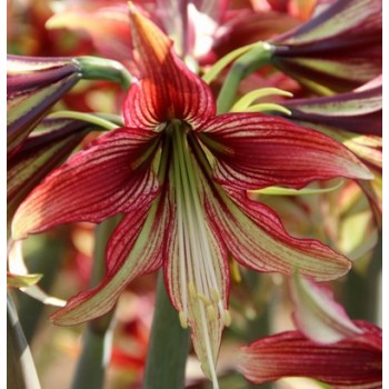Bulbi hippeastrum (amaryllis) Mystica - 1 bucată