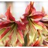 Bulbi hippeastrum (amaryllis) Mystica - 1 bucată Bulbi hippeastrum (amaryllis) Mystica - 1 bucată